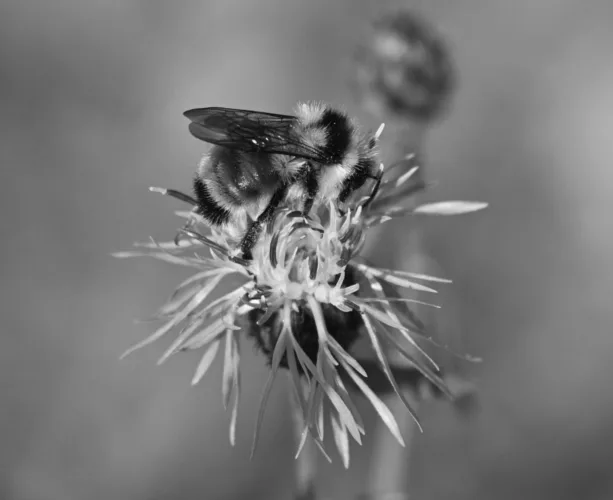 Busy as a bee